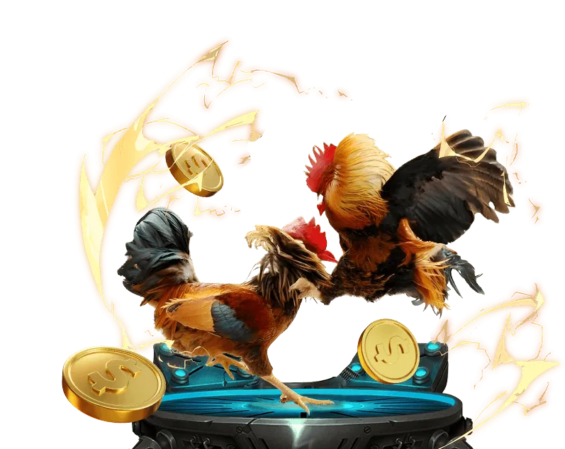 Đá gà tre và gà nòi truyền thống